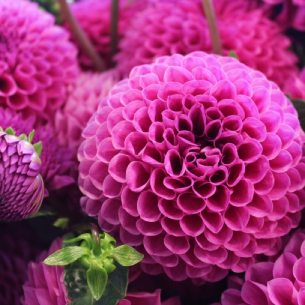 EYELASHES - Picture 3 of 3